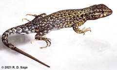 Liolaemus uspallatensis