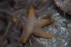 Callopatiria formosa