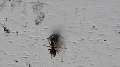 Lasius