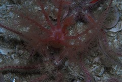 Thyone aurea
