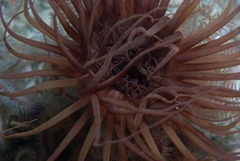 Ceriantheopsis austroafricanus
