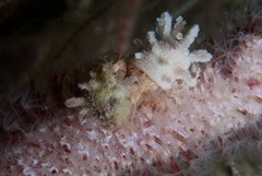 Anapagurus hendersoni