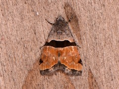 Cobubatha lixiva