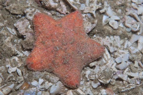 Asterina gracilispina