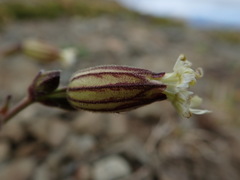 Silene parryi