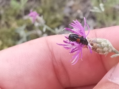 Divales bipustulatus