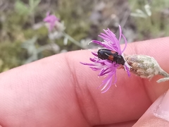 Divales bipustulatus