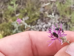 Divales bipustulatus