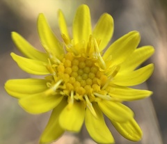 Erigeron linearis