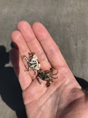 Panopeus occidentalis