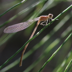Erythromma