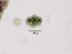 Cosmarium ornatum