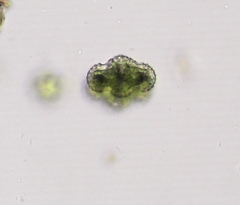 Cosmarium ornatum