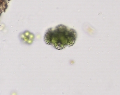 Cosmarium ornatum