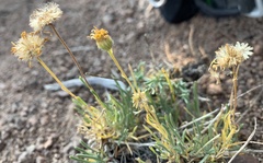 Erigeron linearis