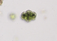 Cosmarium ornatum