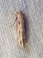 Mompha brevivittella
