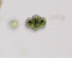 Cosmarium ornatum