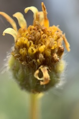Erigeron linearis