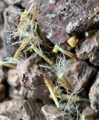 Erigeron linearis
