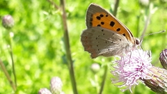 Lycaena phlaeas