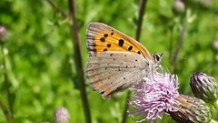 Lycaena phlaeas