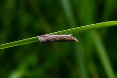 Ancylosis cinnamomella