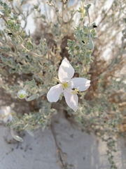 Oenothera pallida runcinata