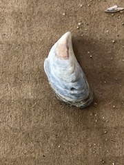 Dreissena polymorpha