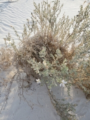Oenothera pallida runcinata