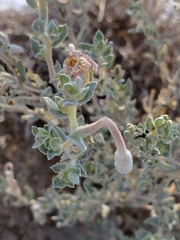 Oenothera pallida runcinata