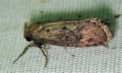 Acrolophus arcanella