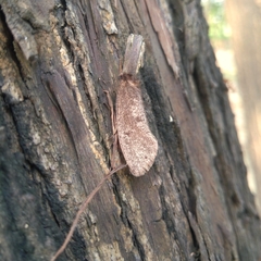 Lepidoptera
