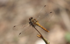 Sympetrum meridionale