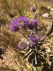 Chresta sphaerocephala