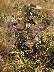 Chresta sphaerocephala