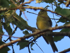 Piranga olivacea