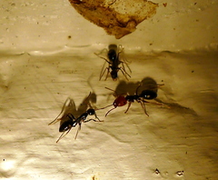 Camponotus sexguttatus
