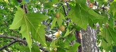 Platanus