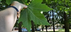 Platanus