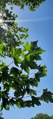 Platanus