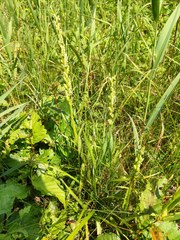 Platanthera huronensis