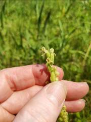 Platanthera huronensis