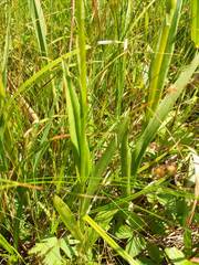 Platanthera huronensis