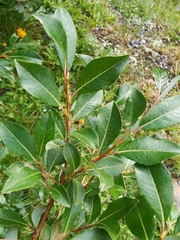 Salix hegetschweileri