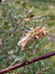 Salix hegetschweileri