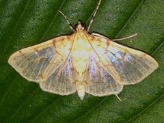 Polygrammodes flavidalis