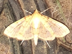 Polygrammodes flavidalis
