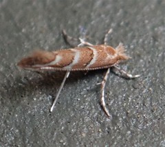 Cameraria guttifinitella