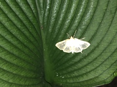 Polygrammodes flavidalis